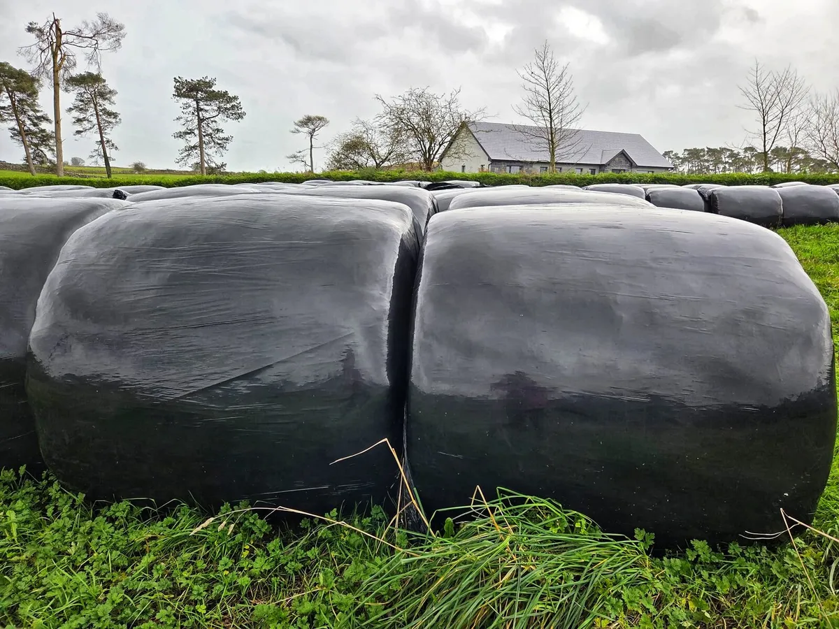 Silage Bales For sale - Image 2
