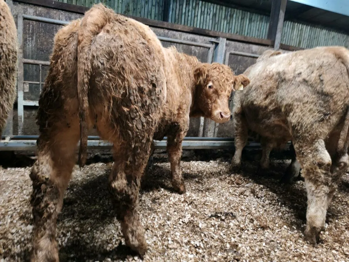 Mulligan Livestock Mayo - Image 1