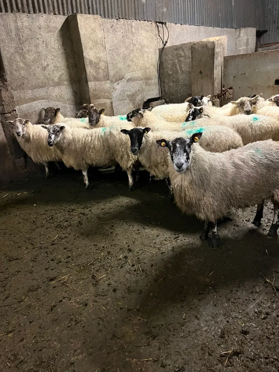 🤩20 cracking mule inlamb ewes 🤩 - Image 1