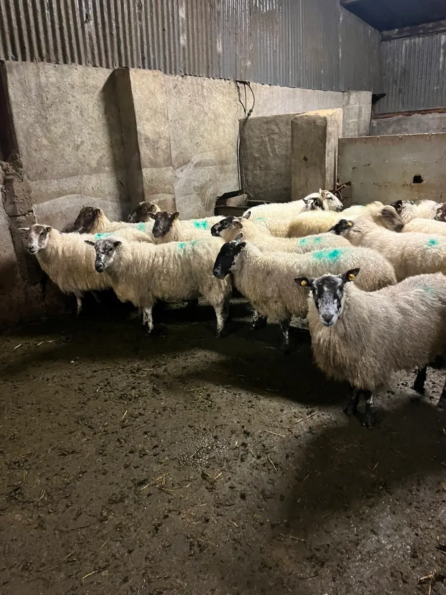 🤩20 cracking mule inlamb ewes 🤩 - Image 4