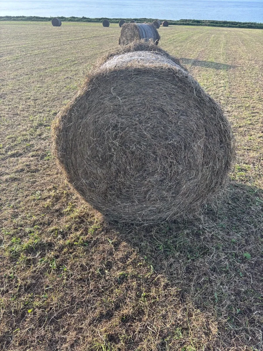 Hay - Image 1