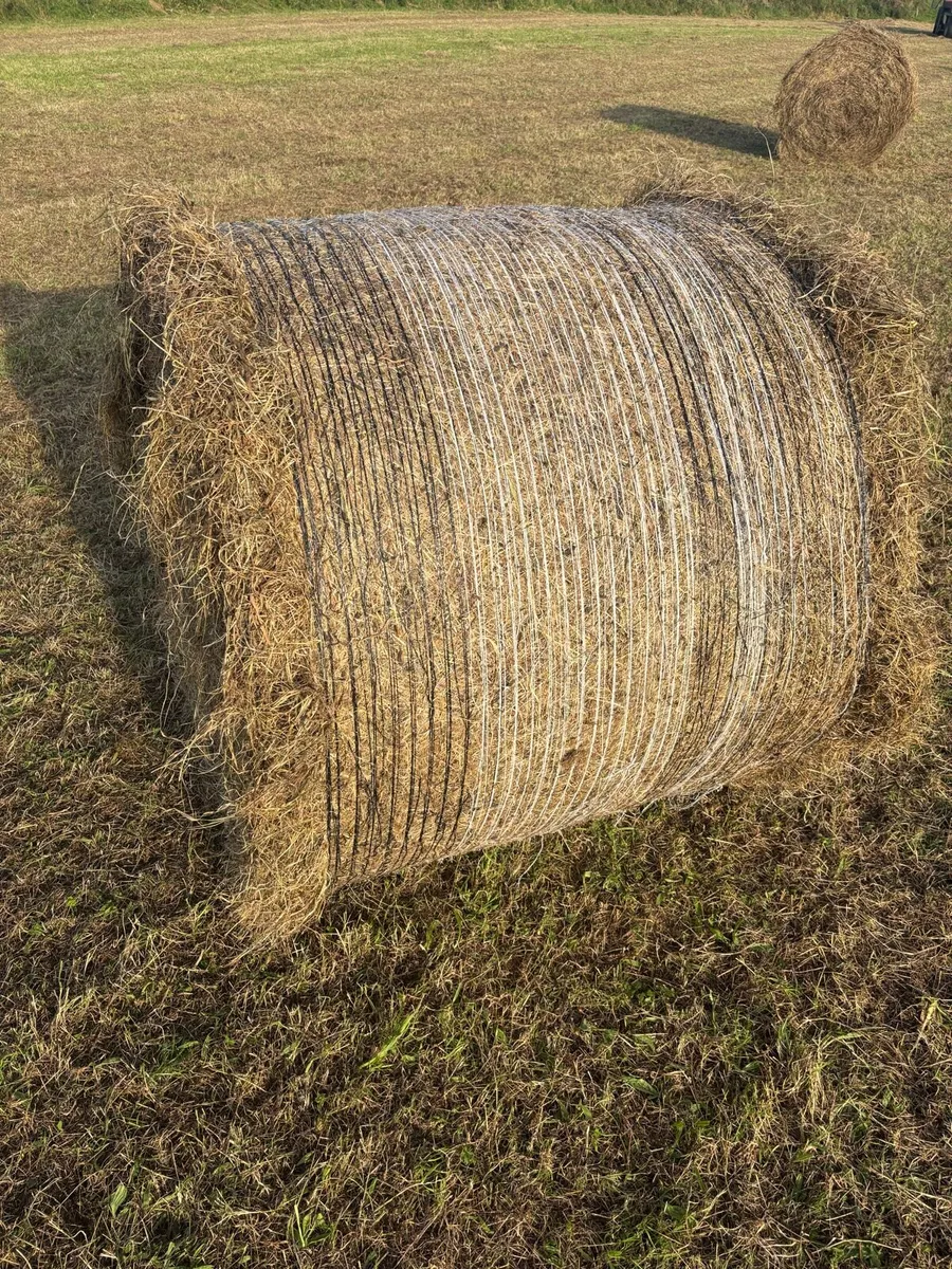 Hay - Image 2