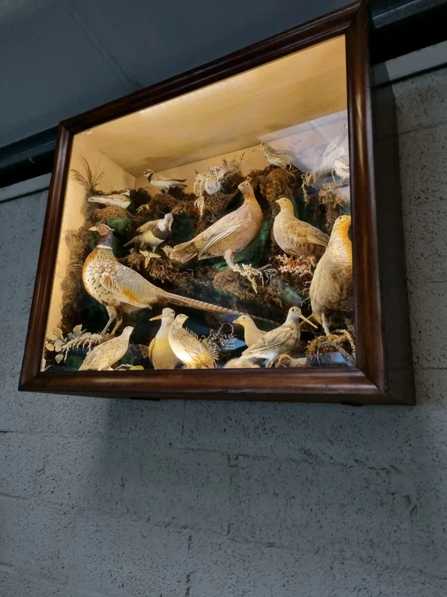 21 Bird Taxidermy Display  (Circa 1937) - Image 3