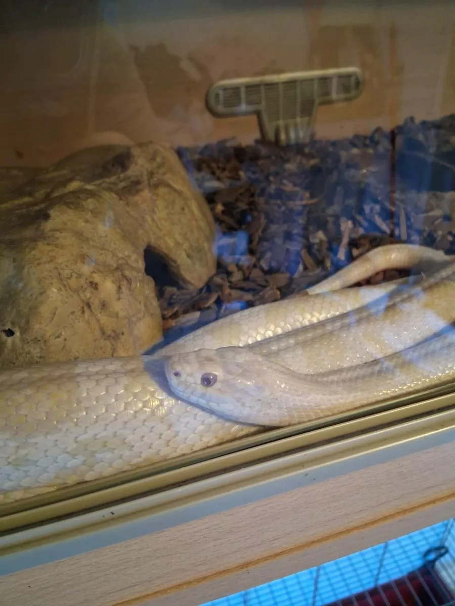 Corn snake - Image 1