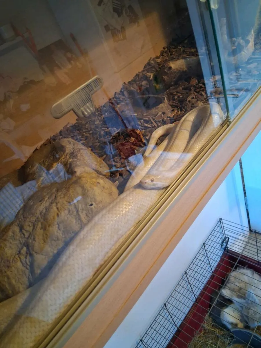 Corn snake - Image 3