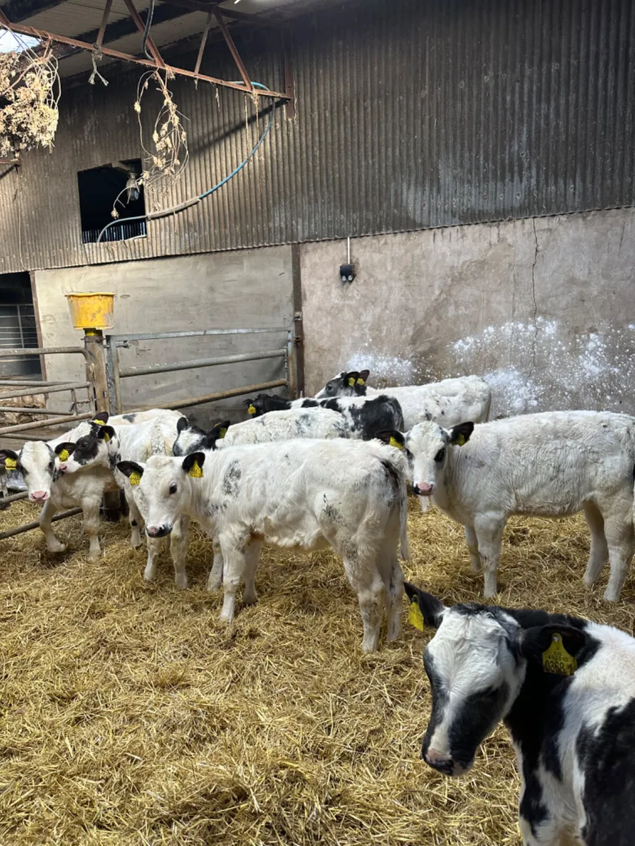 Blue heifers - Image 3