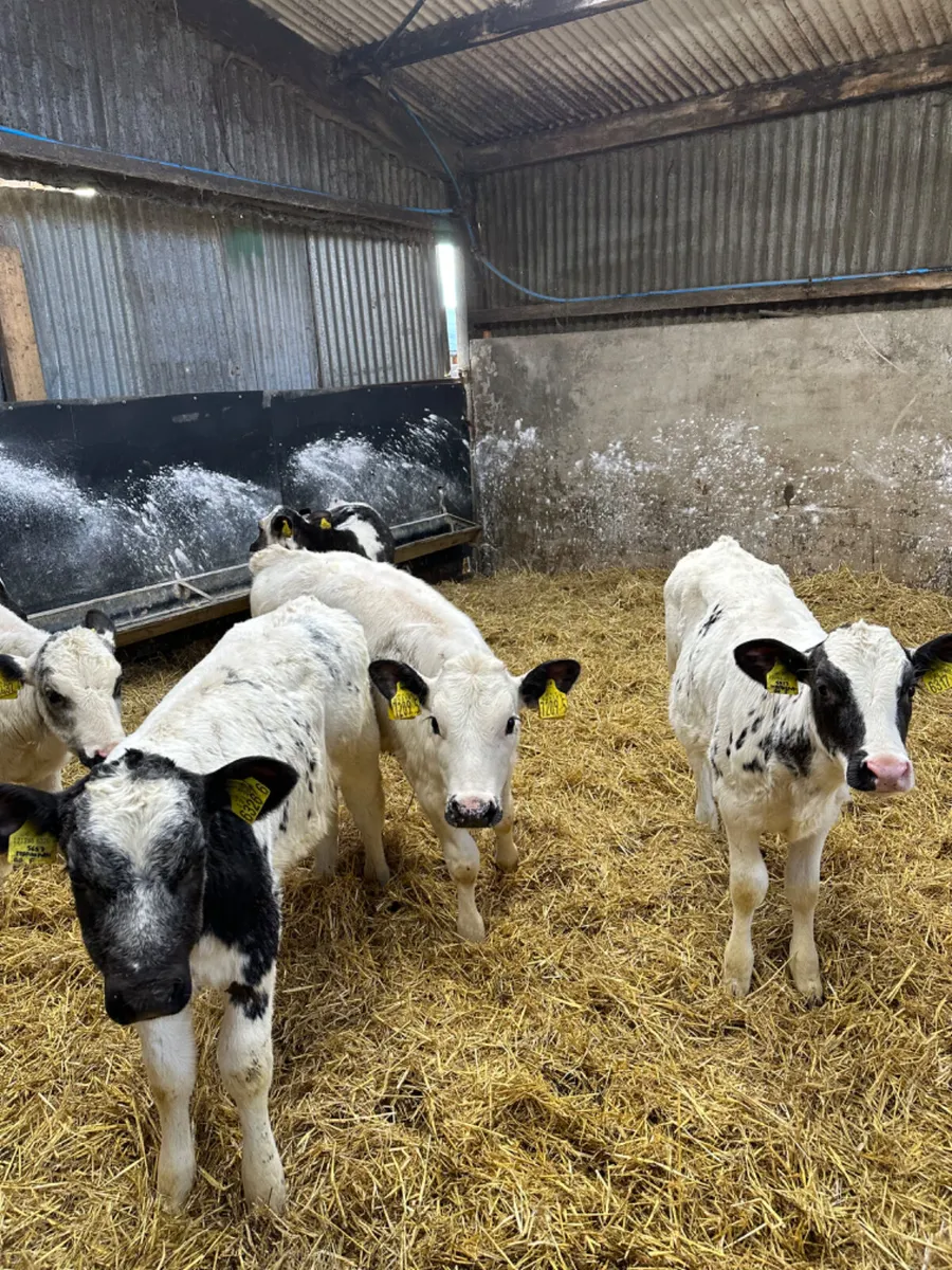 Blue heifers - Image 2