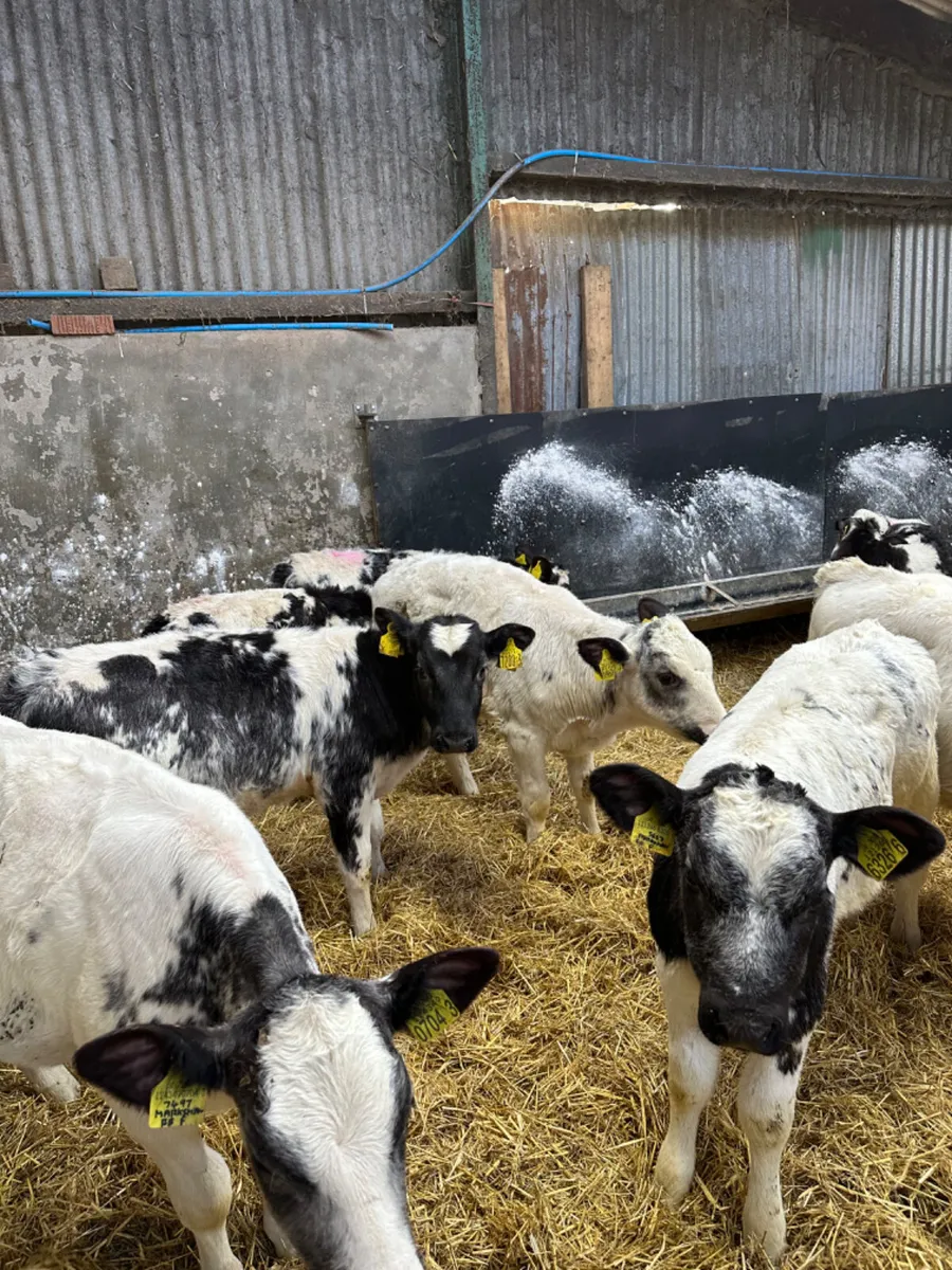 Blue heifers - Image 1