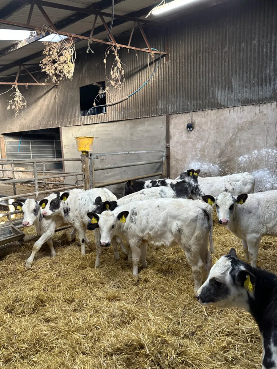 Blue heifers - Image 4