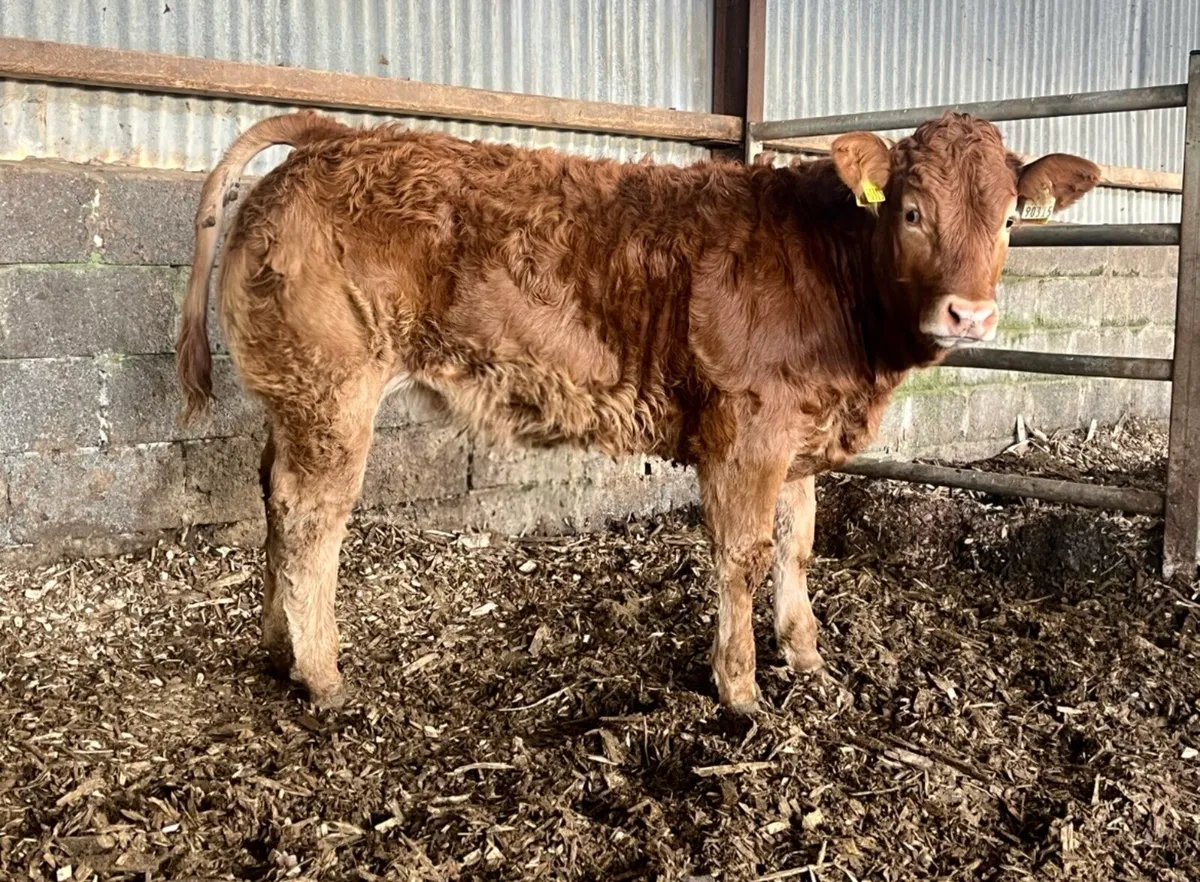 Pbr limousin heifer - Image 1