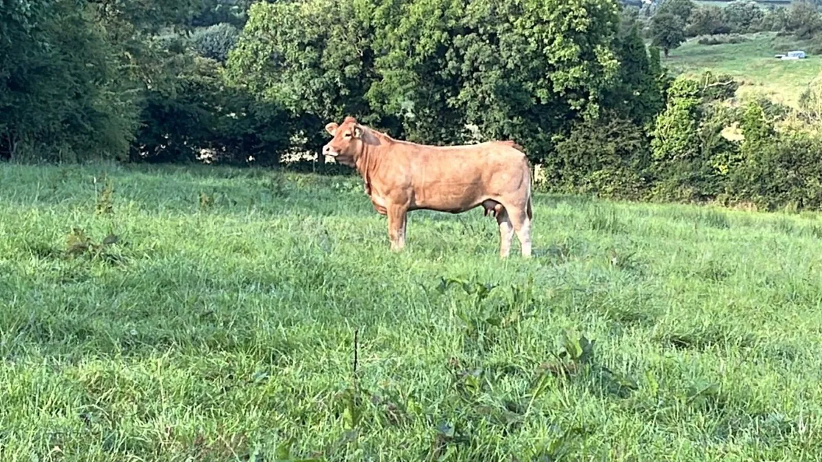 Pbr limousin heifer - Image 2