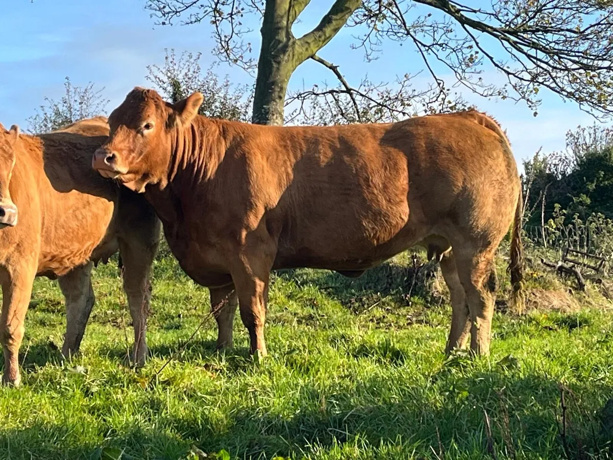 Pbr limousin heifer - Image 3