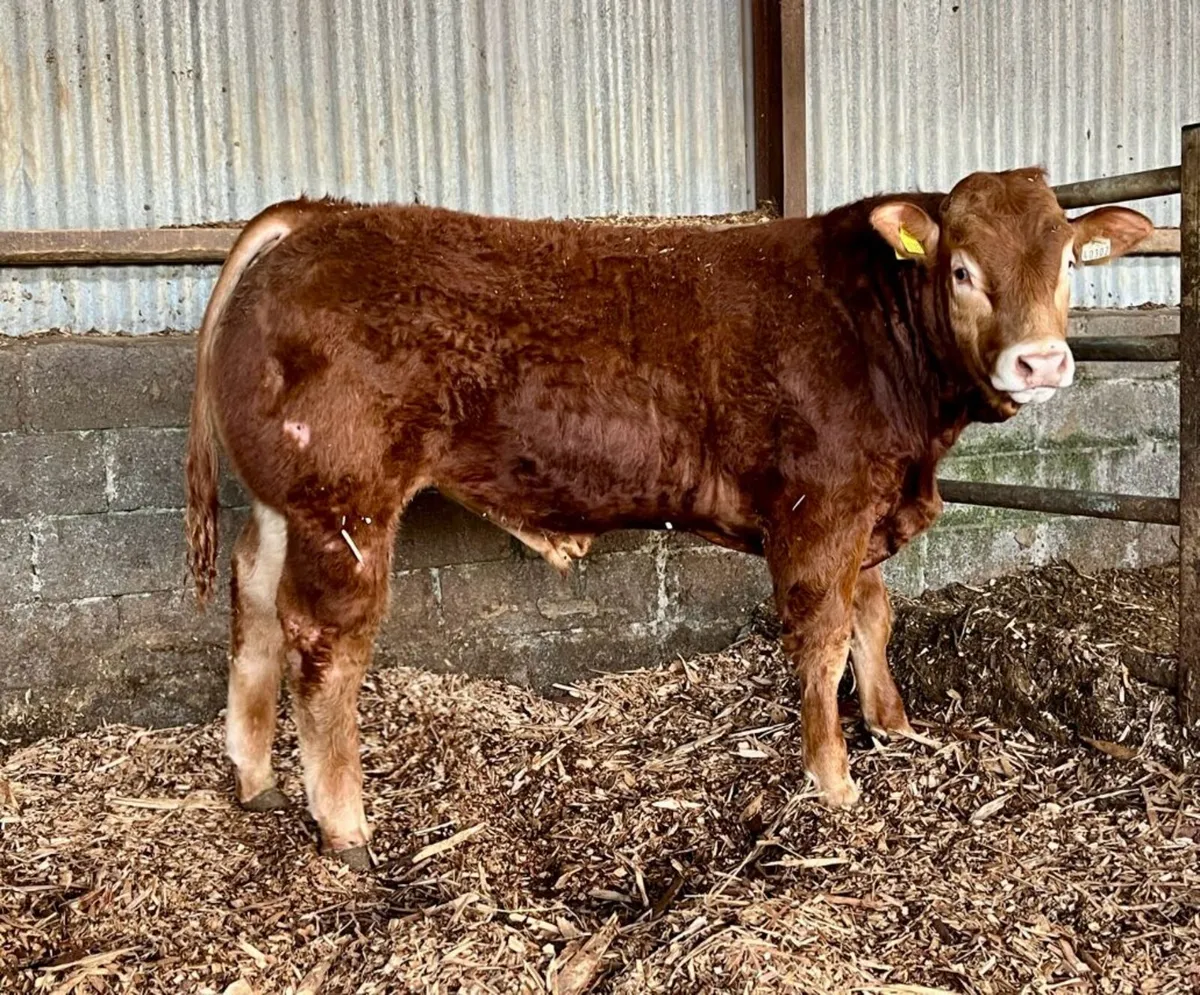 Pbr limousin heifer - Image 4