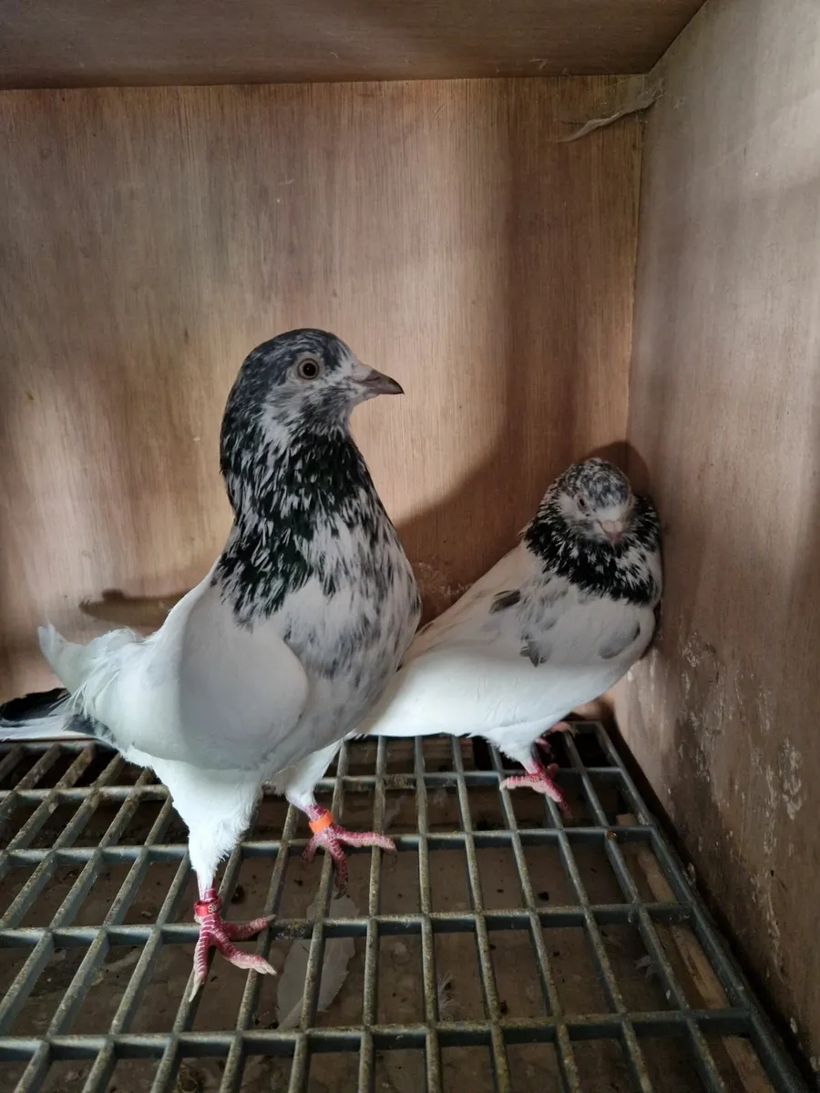 Pigeons - Image 2
