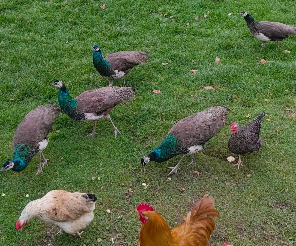 Peafowl for Sale - Image 2
