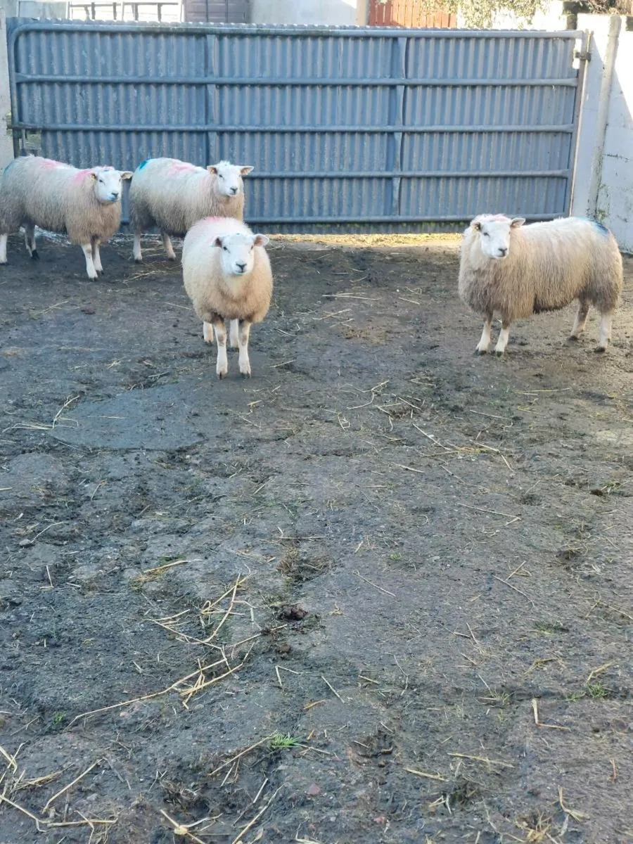 Ewe lambs - Image 1