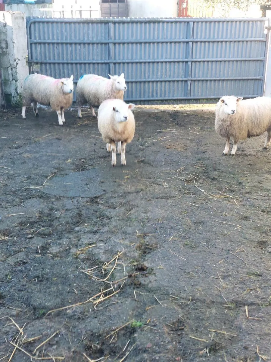 Ewe lambs - Image 2