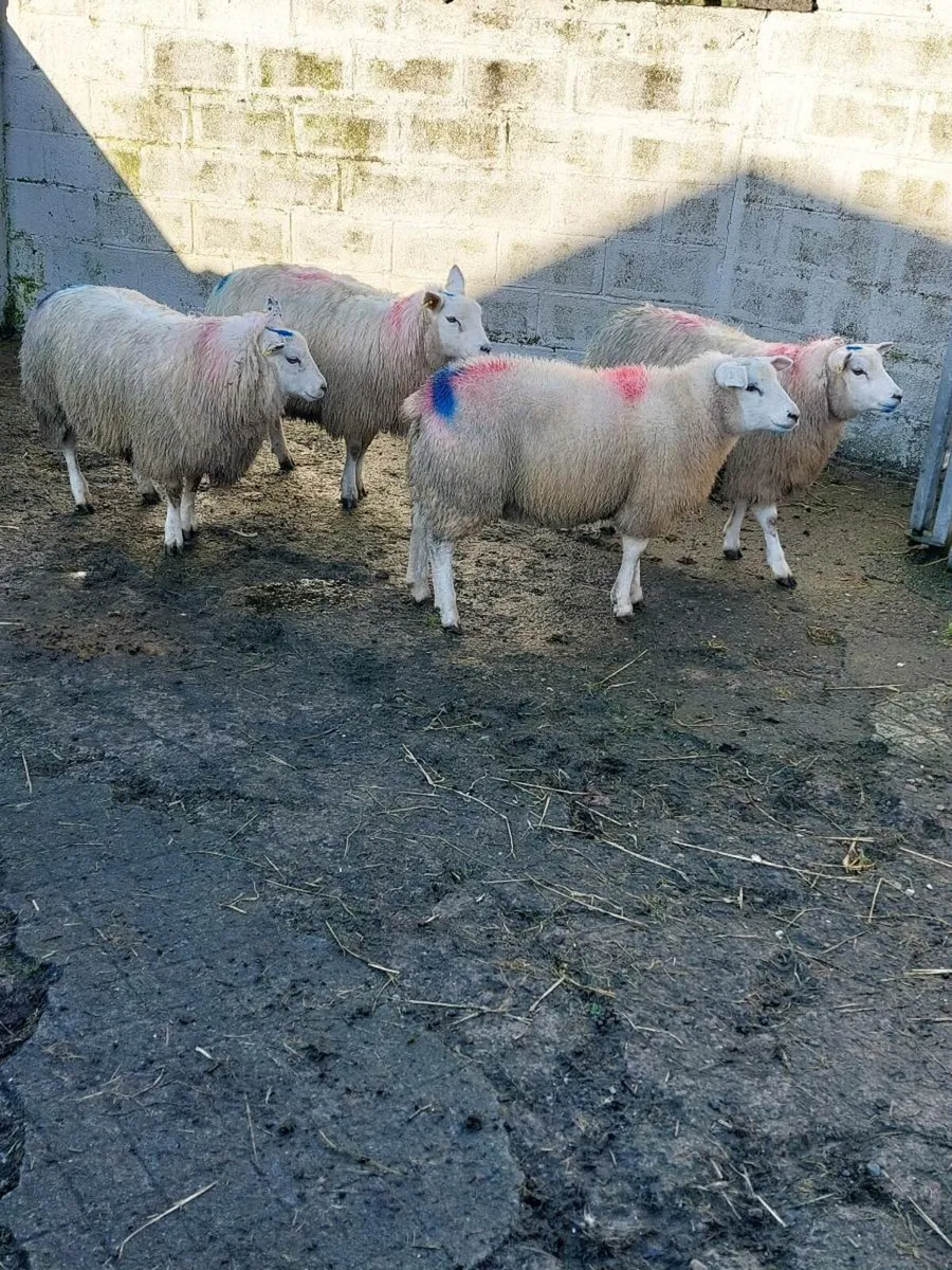 Ewe lambs - Image 4