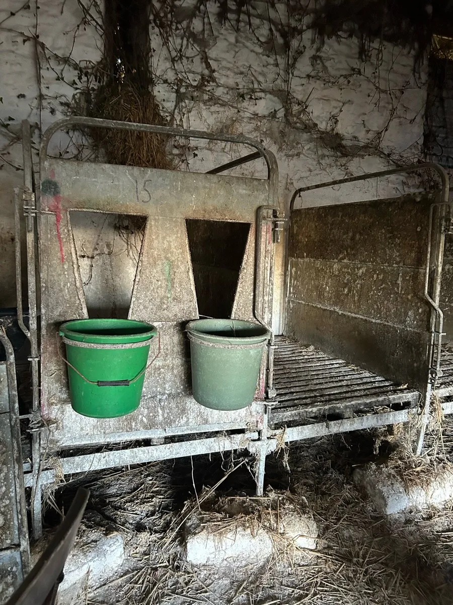 Calf single pens group pens o Donovan engineering - Image 2