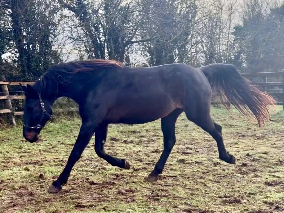 Four Year Old Irish Sport Horse Gelding byAcorad 3 - Image 1