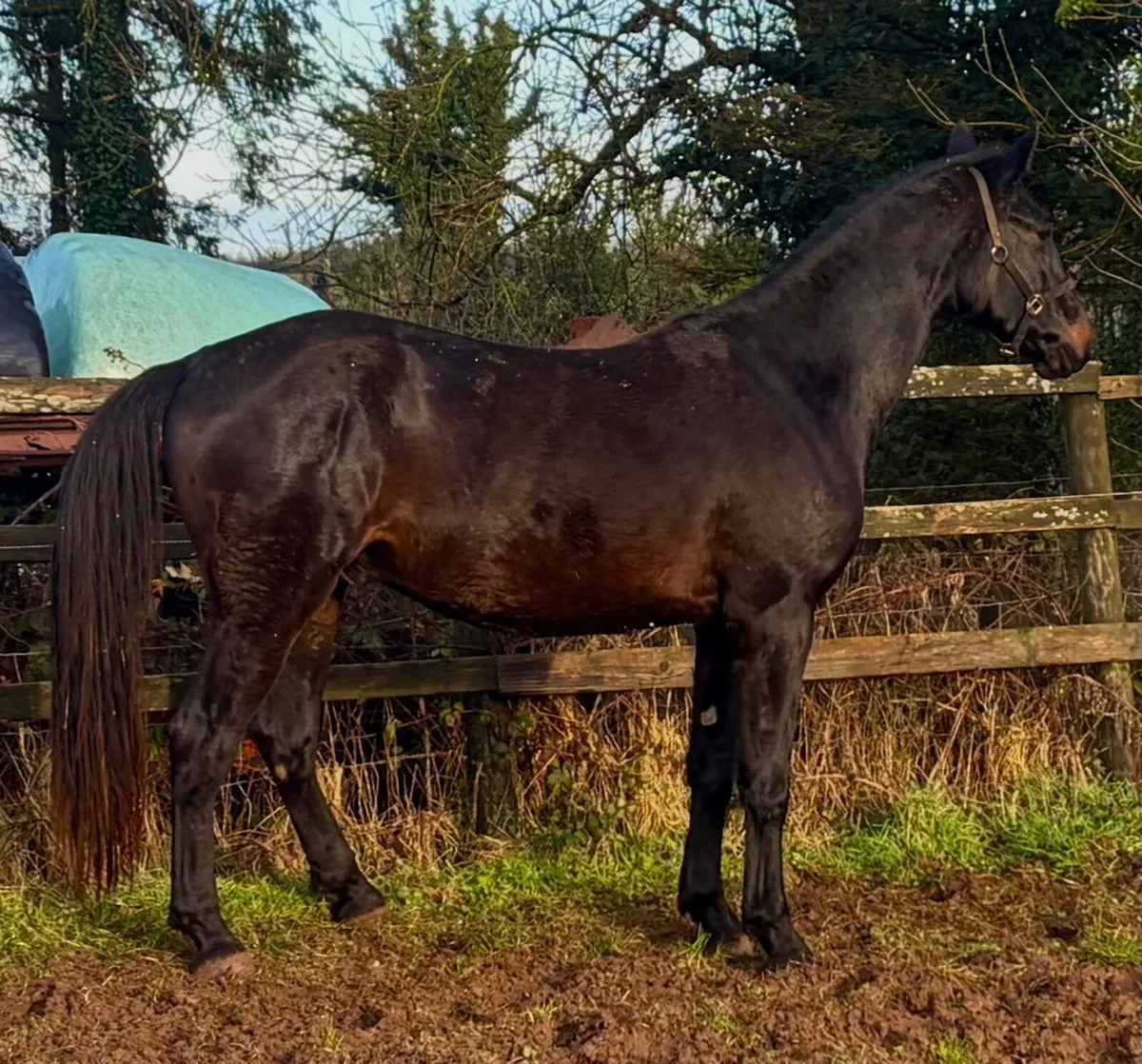 Four Year Old Irish Sport Horse Gelding byAcorad 3 - Image 4