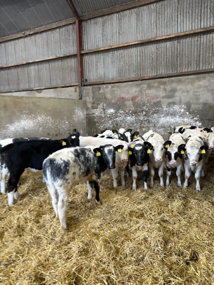 Blue heifers - Image 2