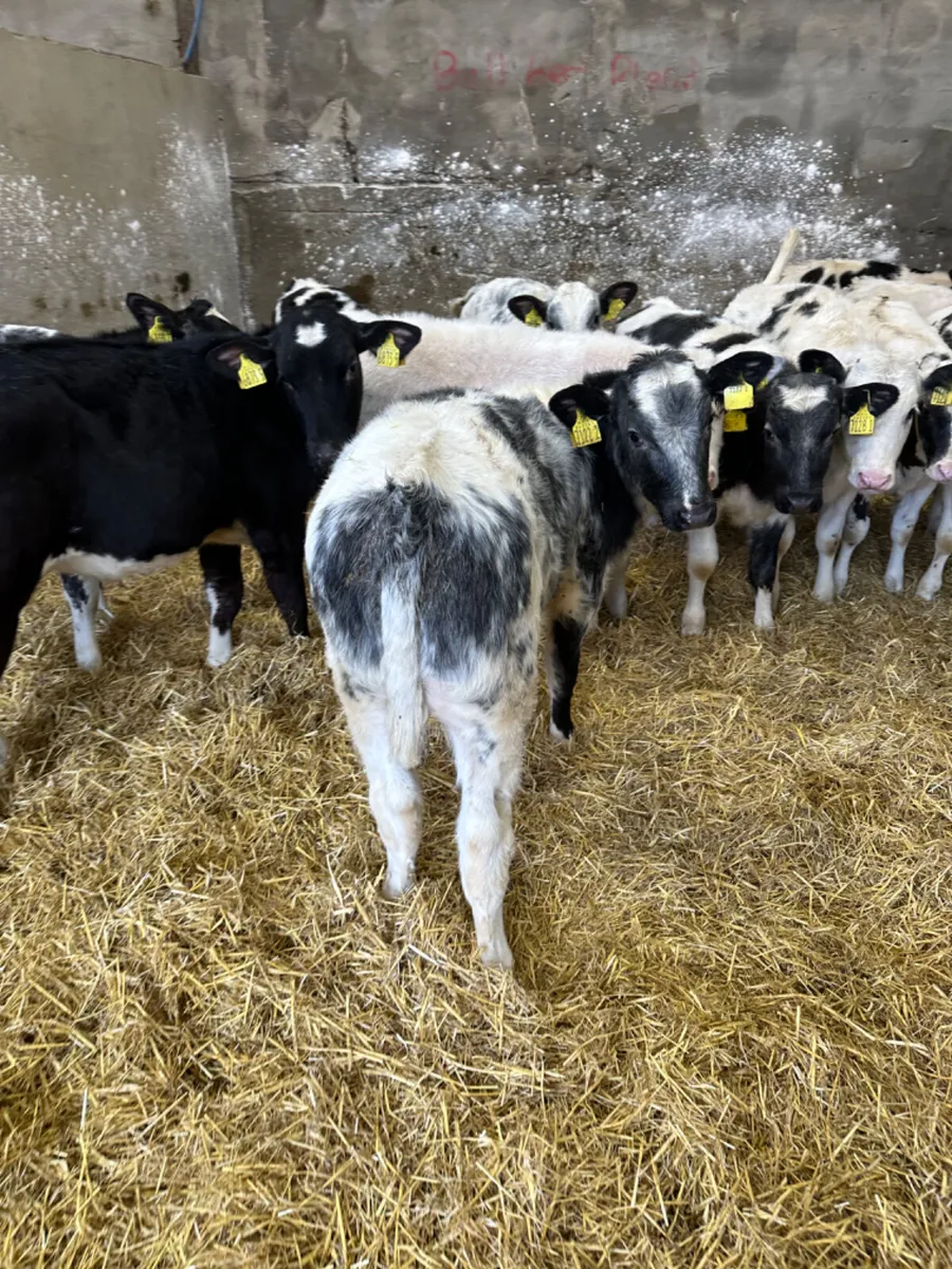 Blue heifers - Image 4