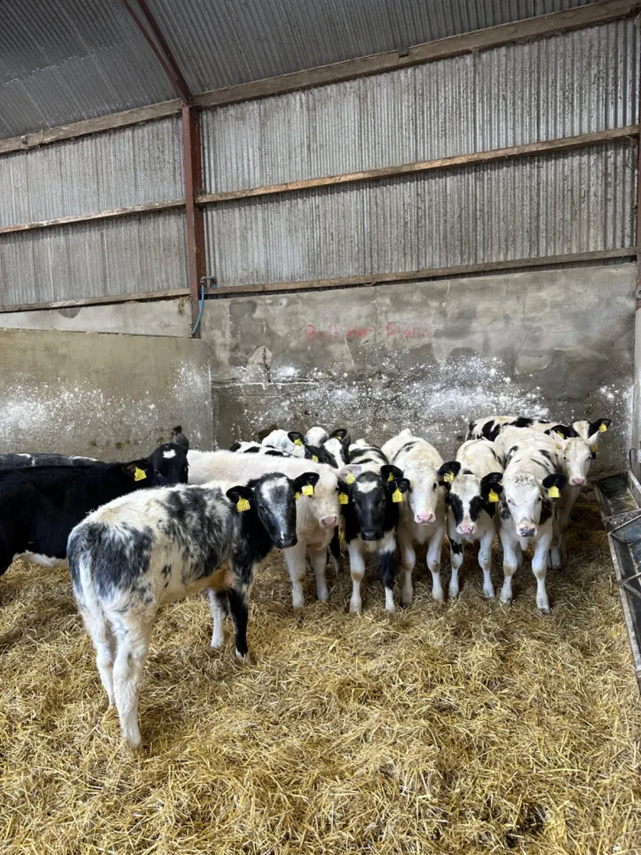 Blue heifers - Image 3