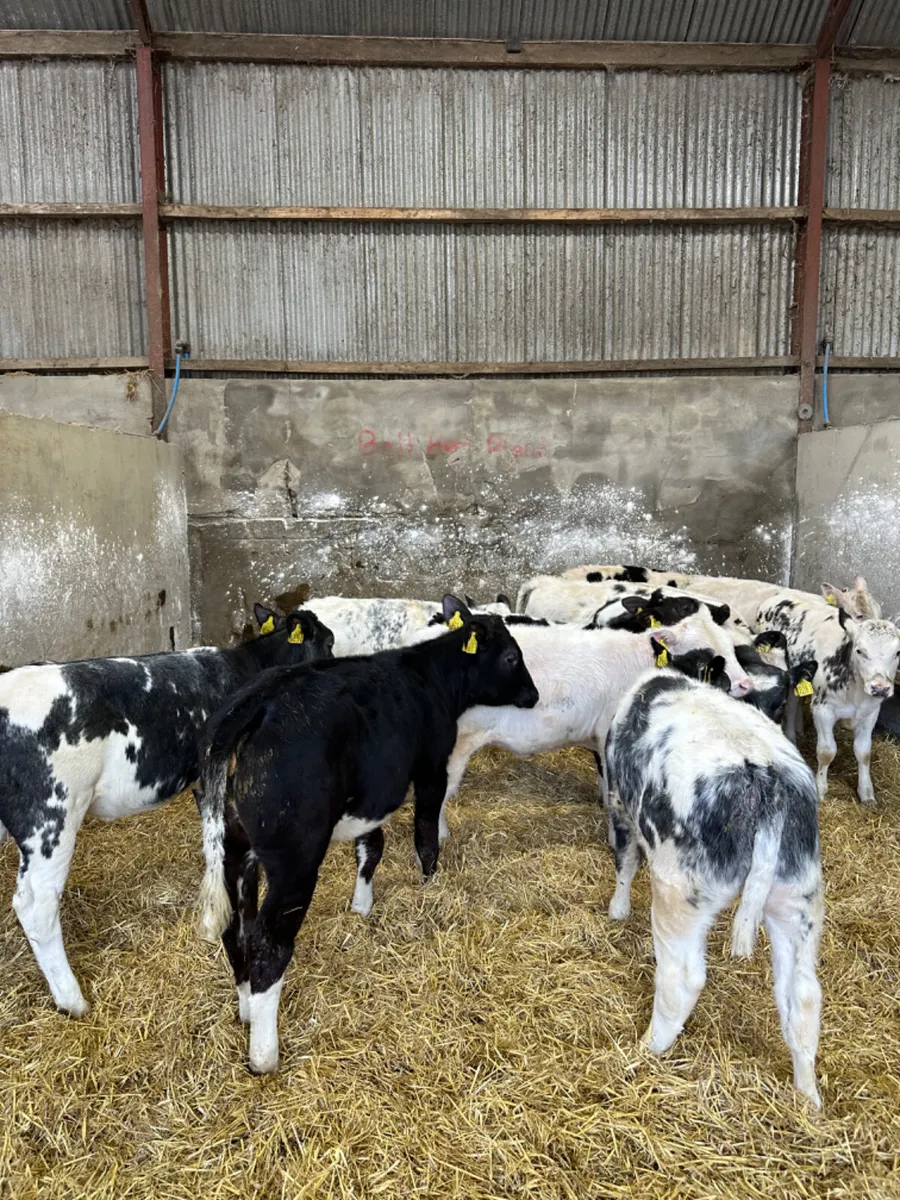 Blue heifers - Image 1