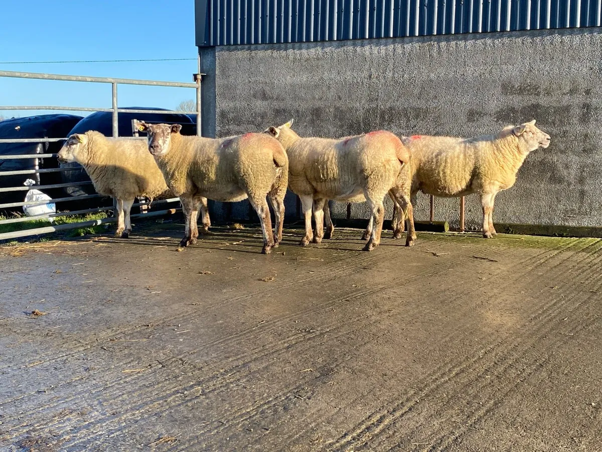 Inlamb Texel Cross Hoggets - Image 3