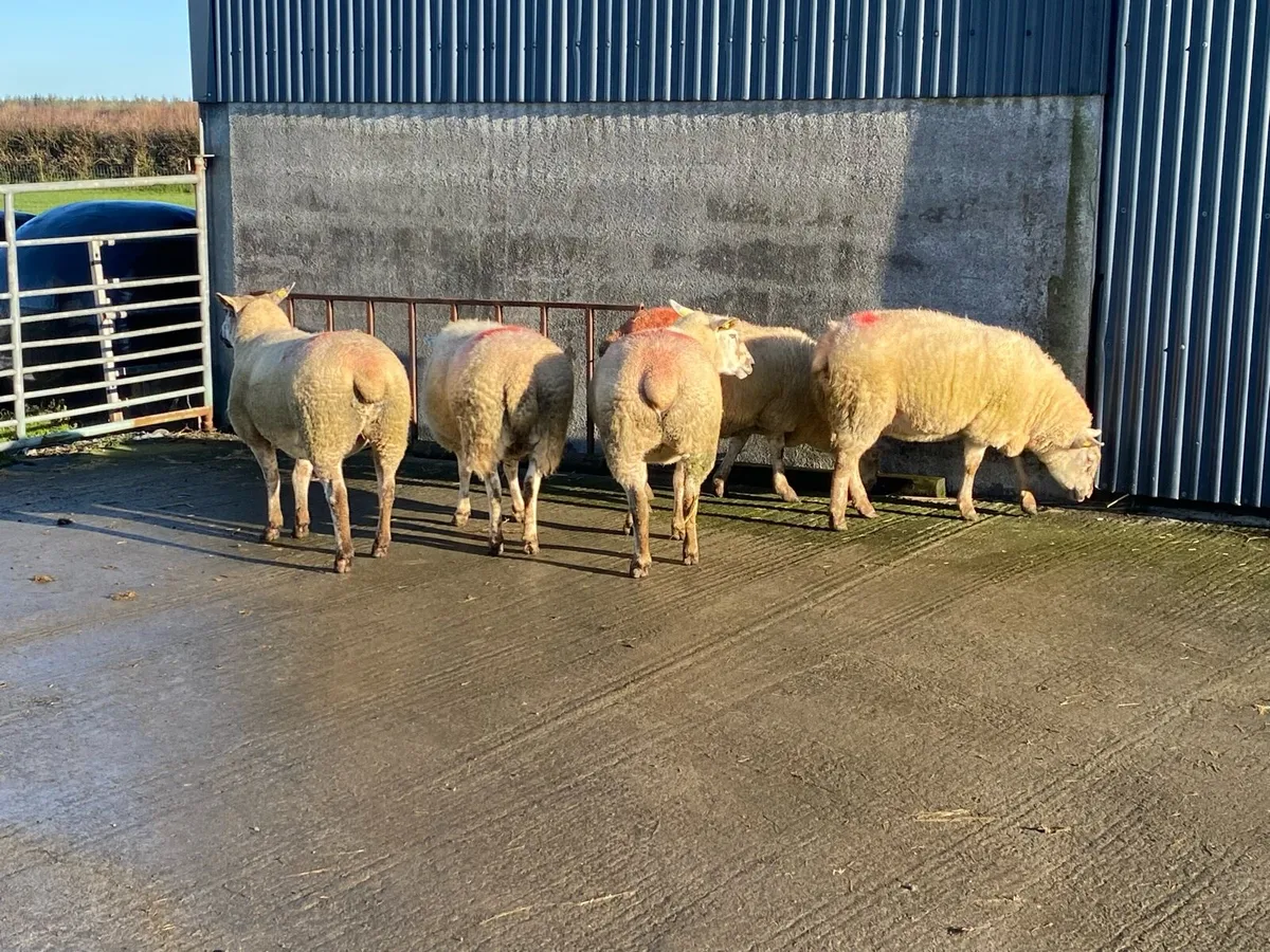 Inlamb Texel Cross Hoggets - Image 4