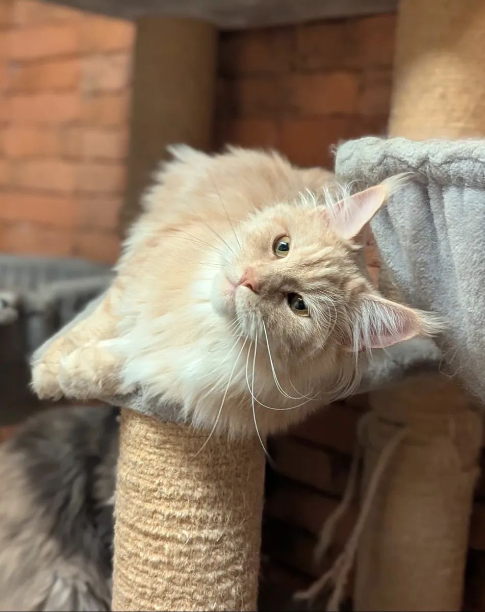 Maine coon cat - Image 1