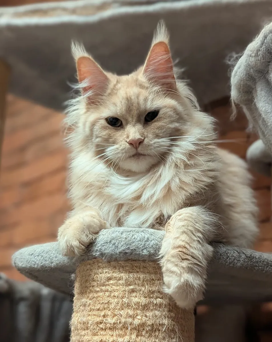 Maine coon cat - Image 2