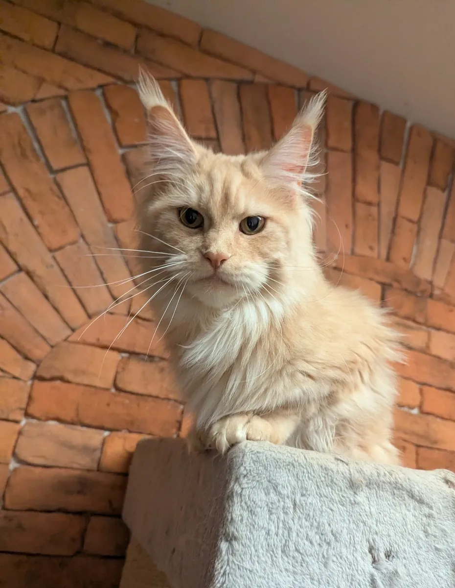 Maine coon cat - Image 4