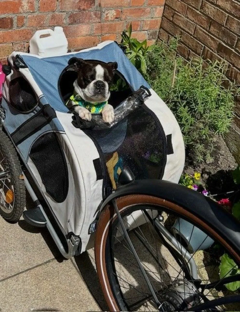 Swiss Made Dog Tow Along Trailer - Image 2