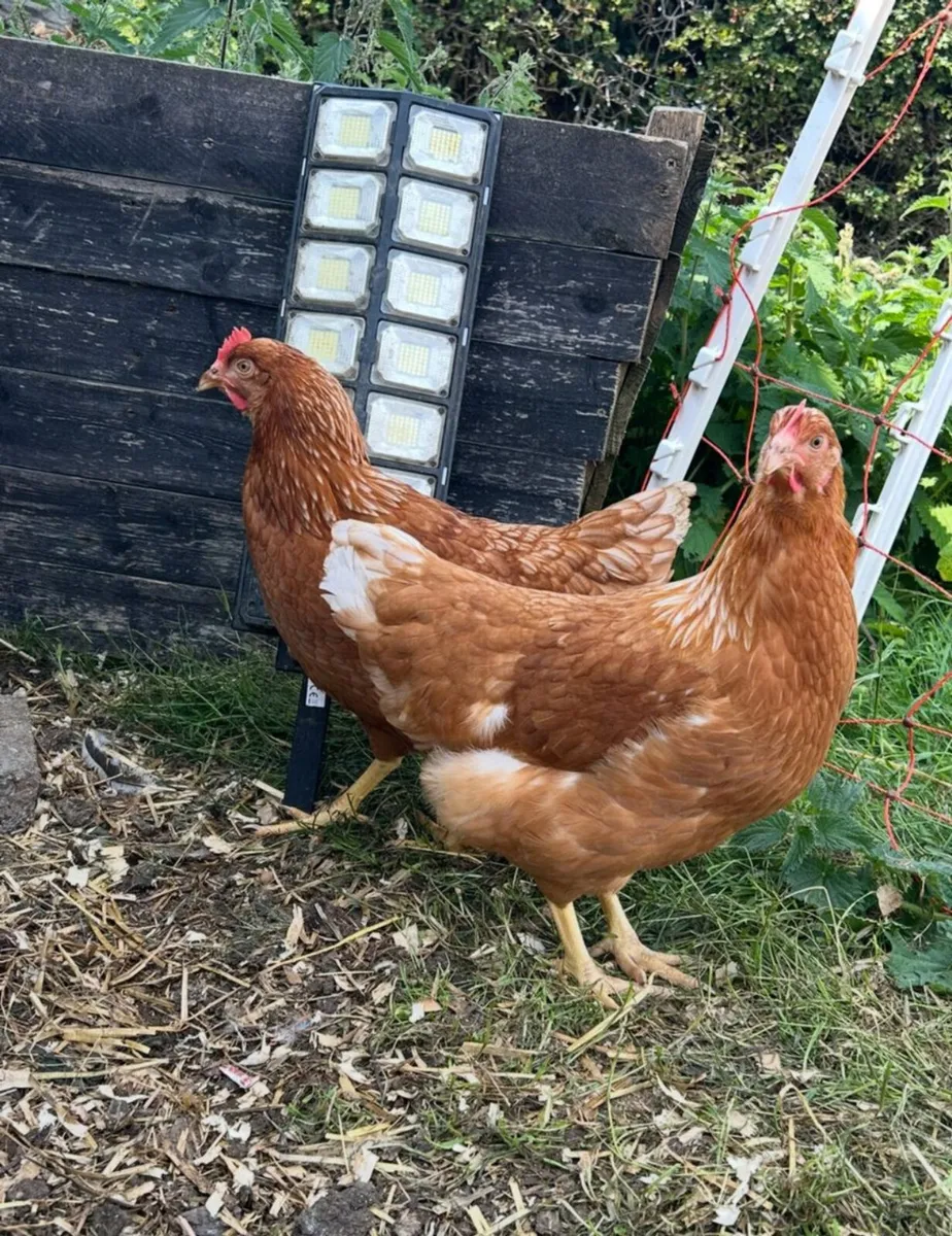 24 week old point of lay pullets - Image 2