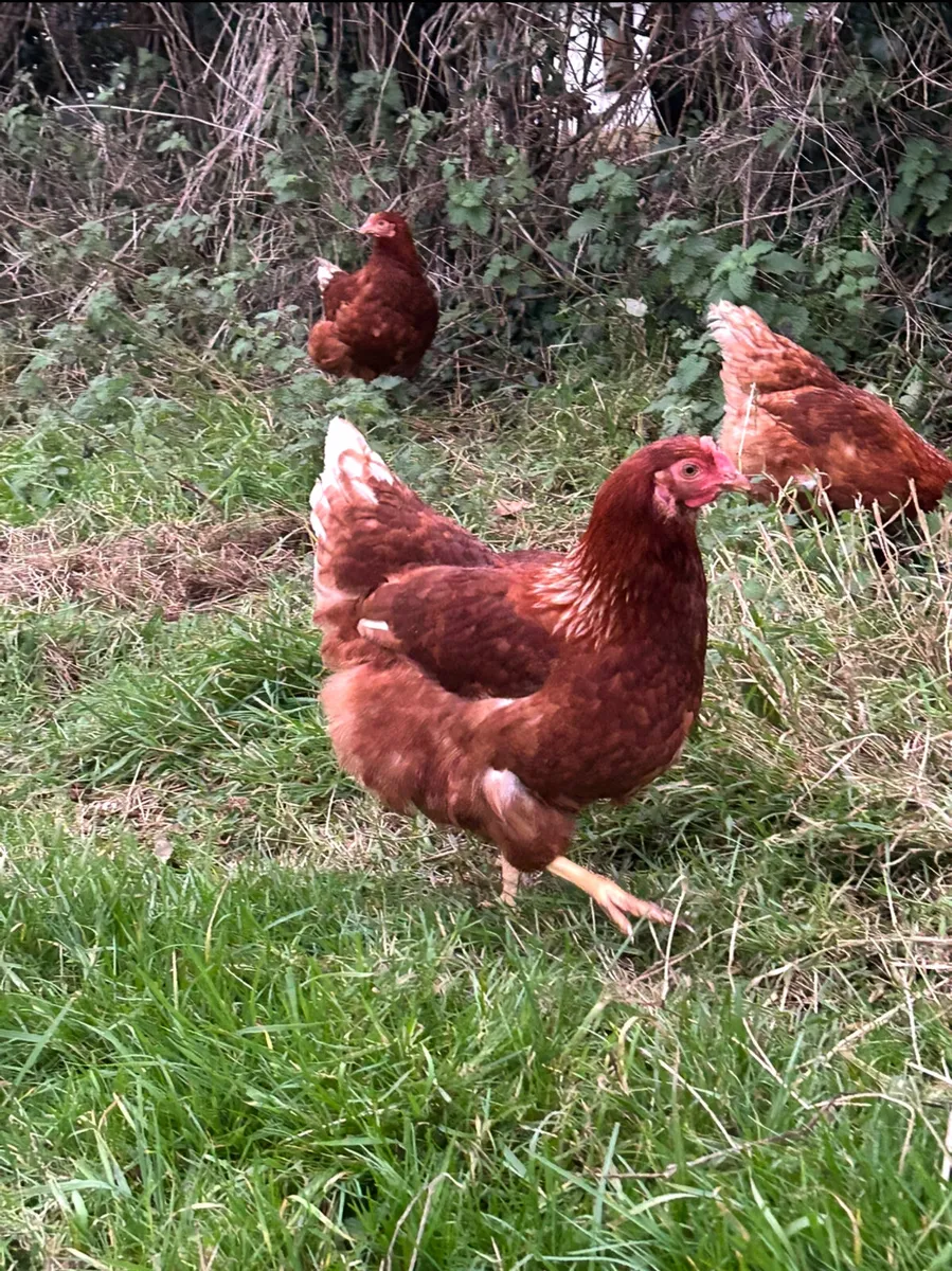 24 week old point of lay pullets - Image 3
