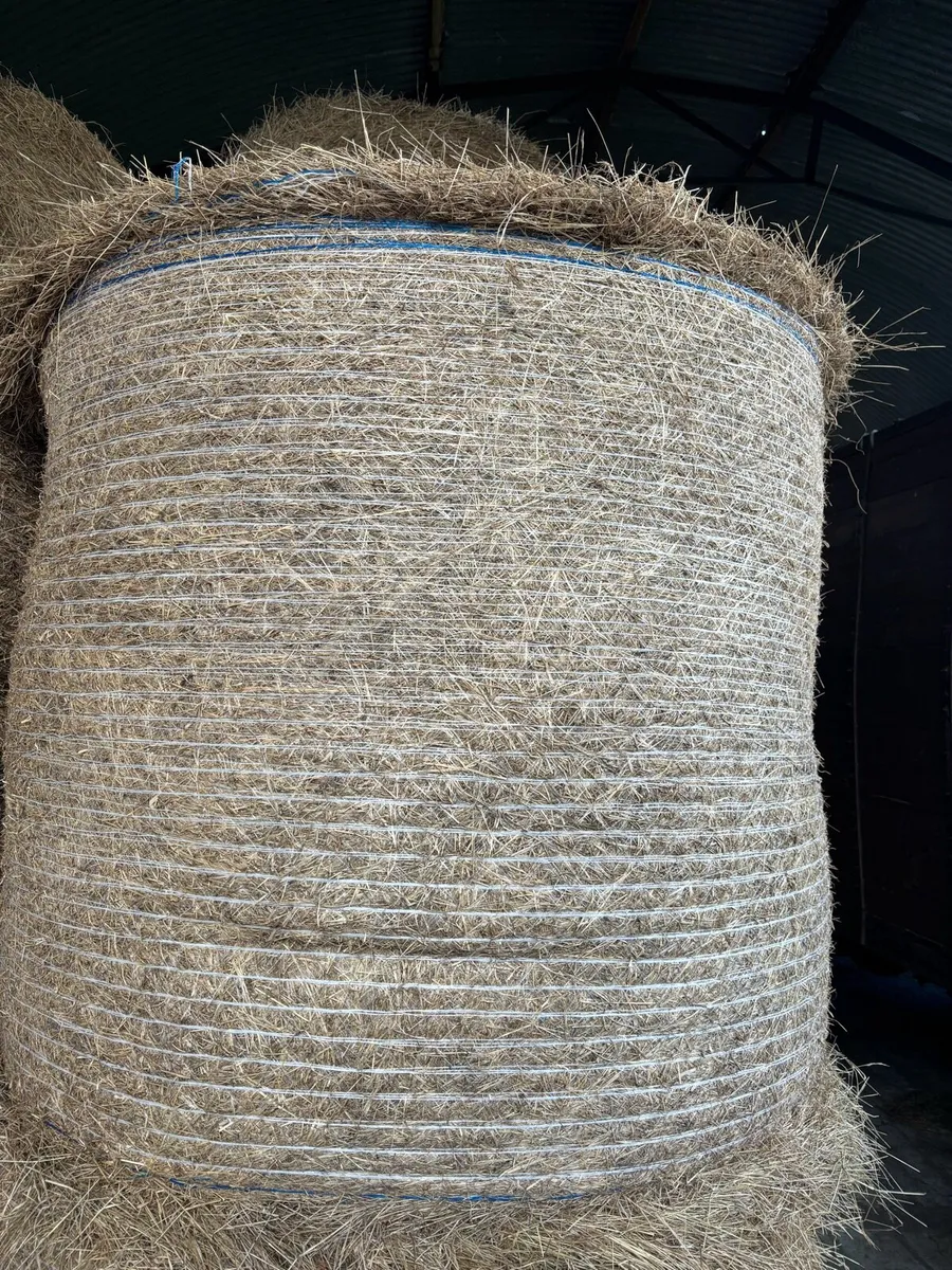 Round Bales of Hay - Image 1