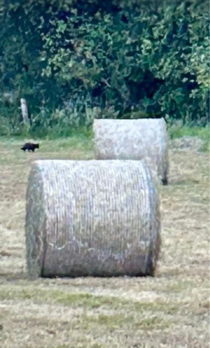 Round Bales of Hay - Image 2