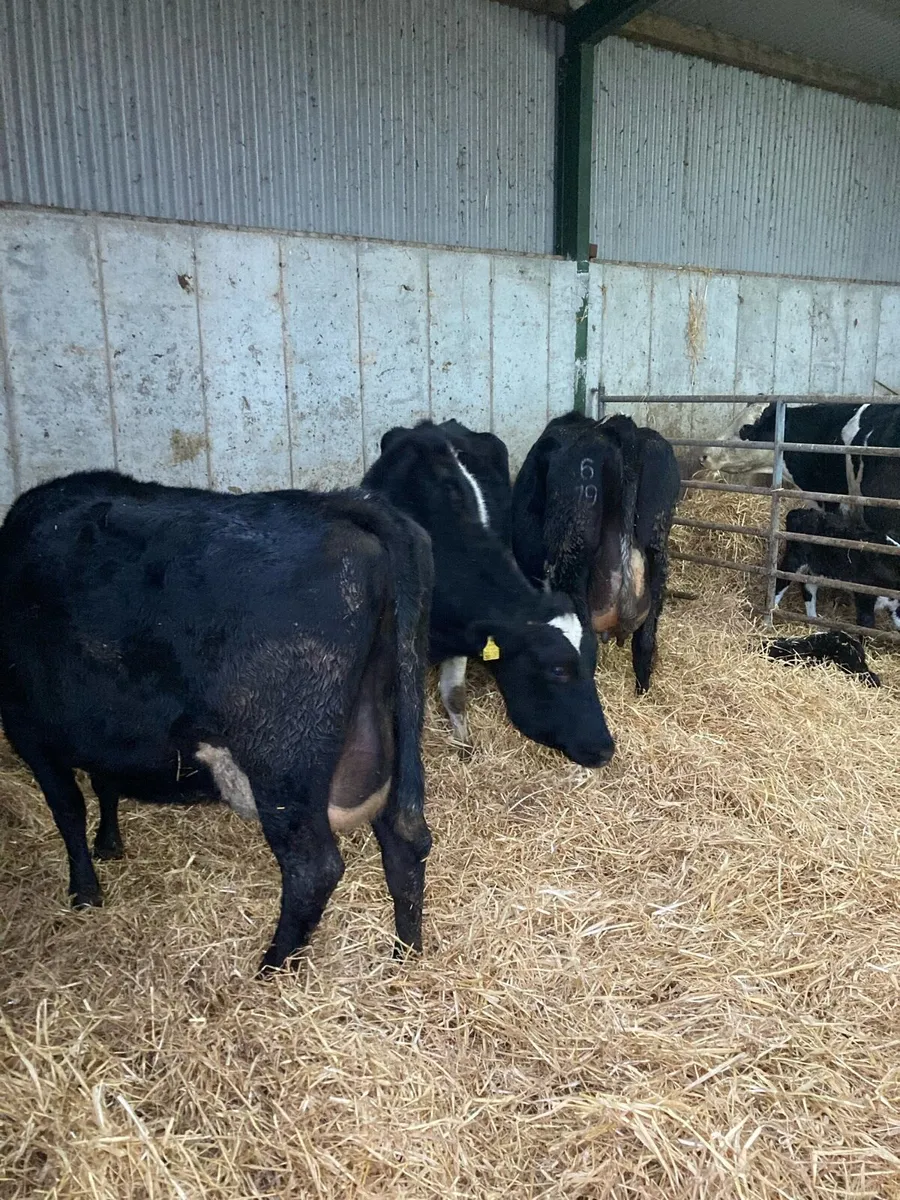 Freshly calved cows - Image 1