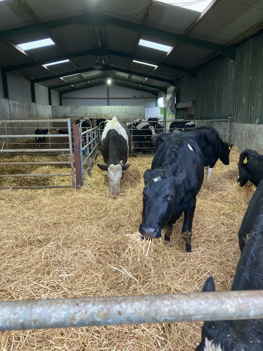 Freshly calved cows - Image 3