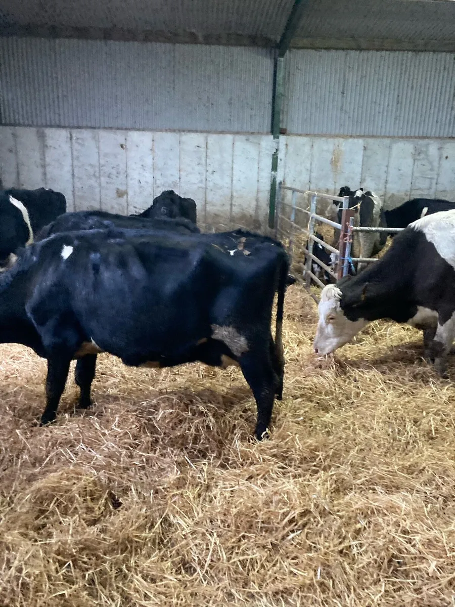Freshly calved cows - Image 4