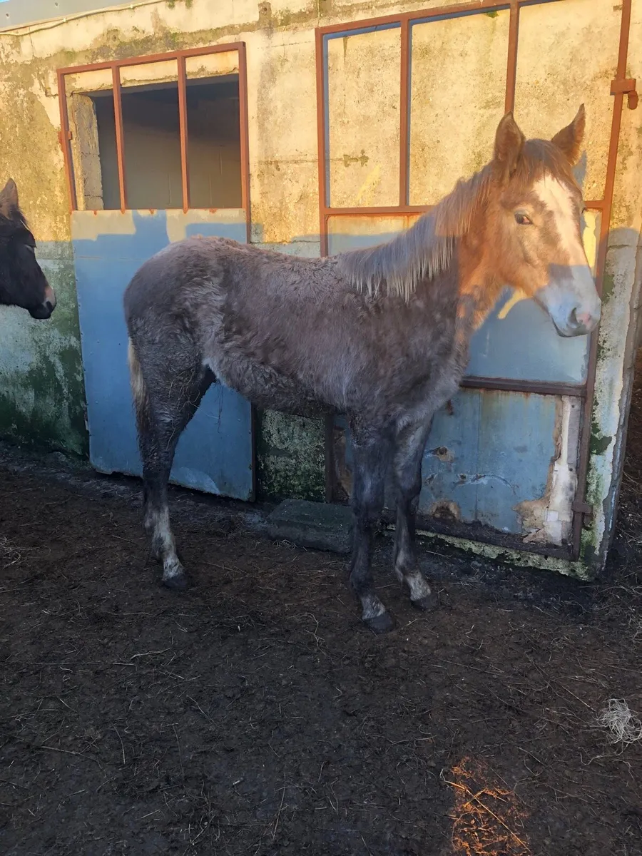 2 filly foals for sale - Image 4