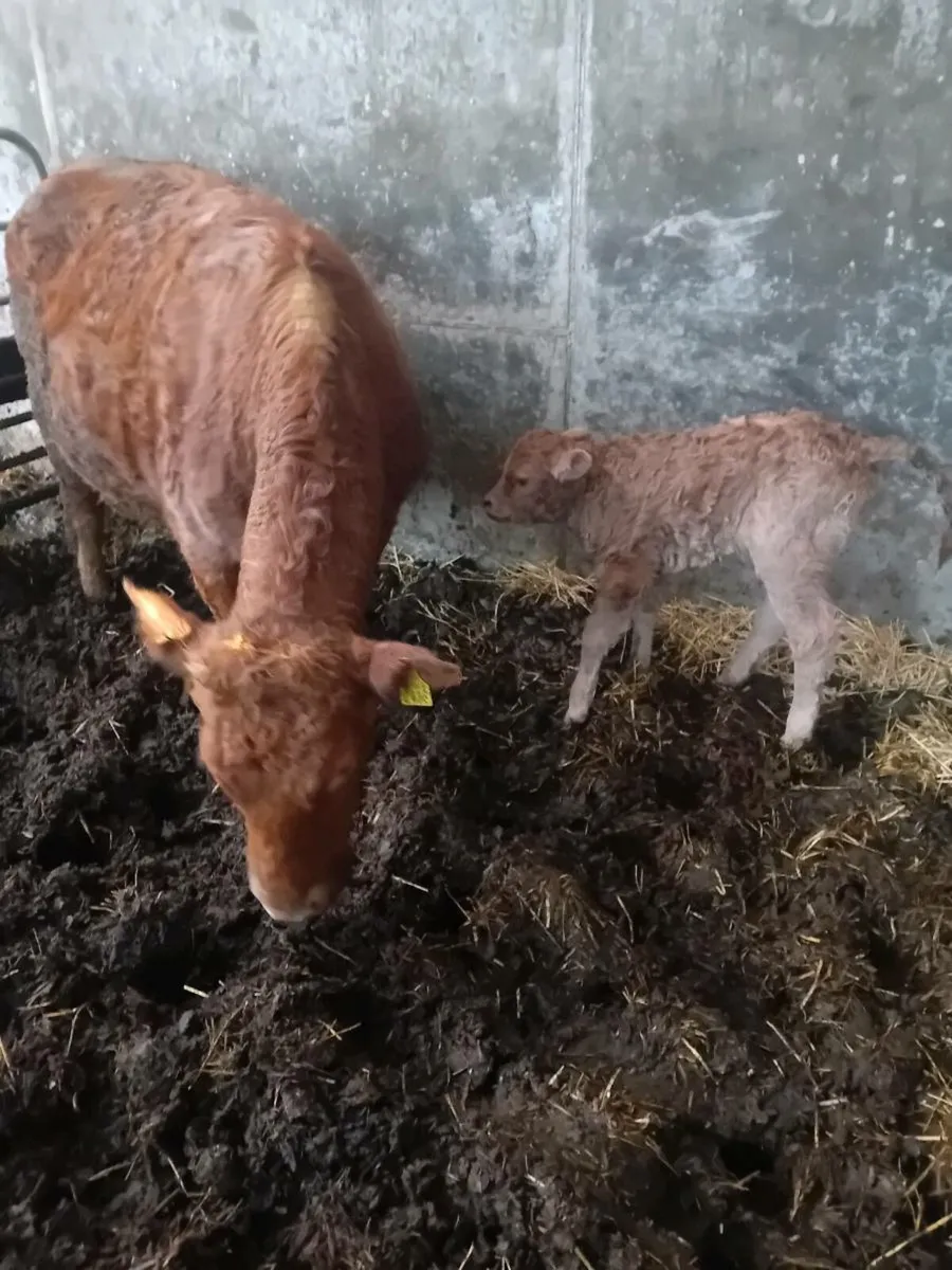 Cow and calf - Image 1