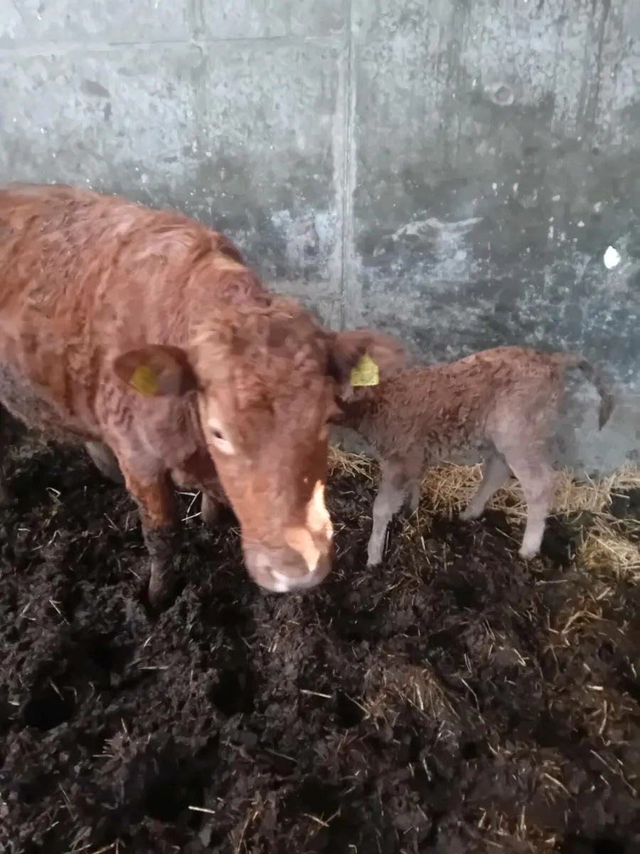 Cow and calf - Image 3