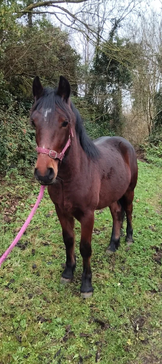 2 year old gelding - Image 1