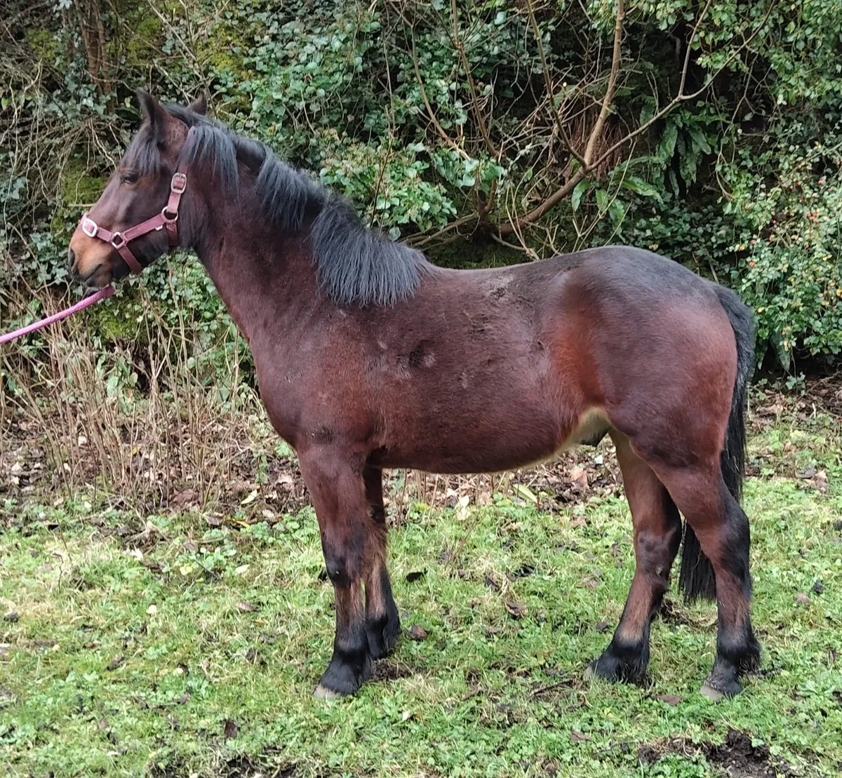 2 year old gelding - Image 2