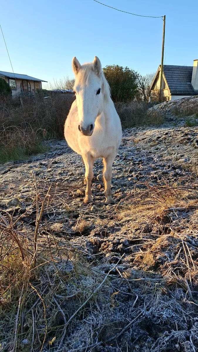 Melody Connemara mare - Image 2