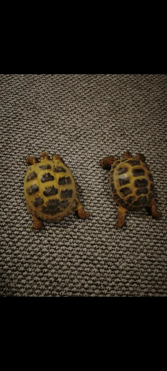 Male and female pair of russian tortoises - Image 2