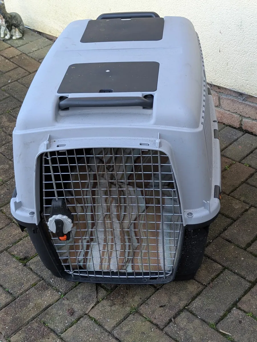 Dogs accessories - Image 3